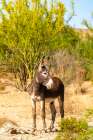 USA, Texas, Big Bend National Park. Male donkey. Art Print